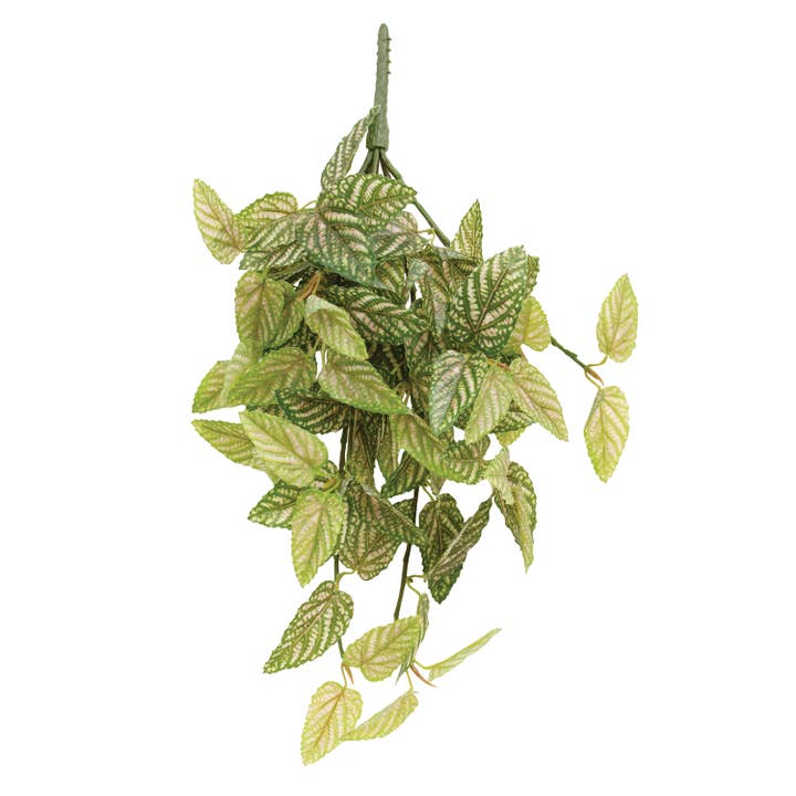 Pink Fittonia Leaves Hanging Bush - 21" for wholesale by Col House Designs