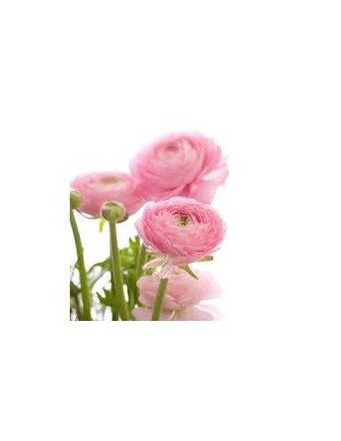 Florasource - Wholesale Fresh Cut Flowers - Ranunculus By the Box 70 stems 30/40 cm1