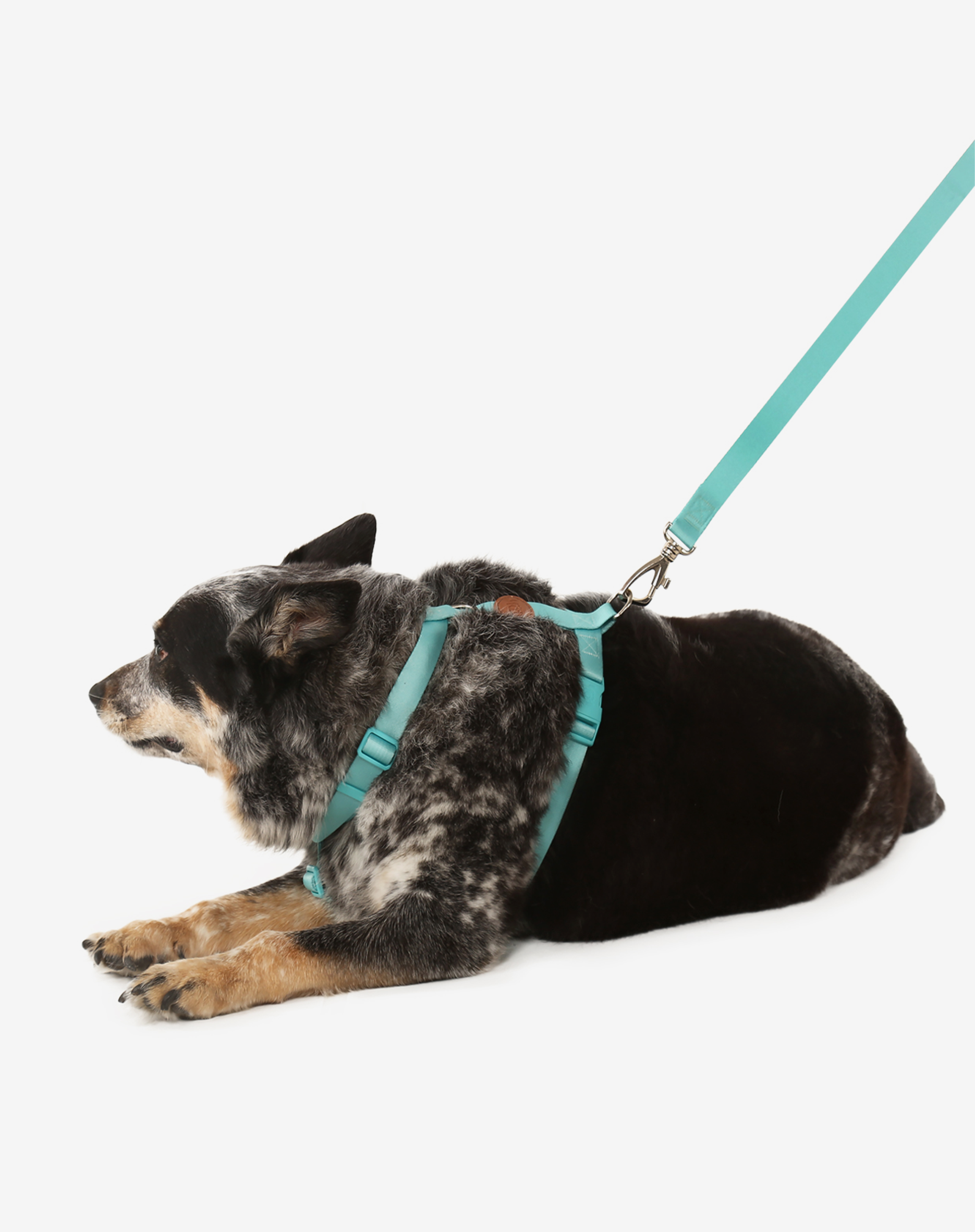 Toh - Wholesale Pet Leash - Dog - The H-Harness + Leash Set Maresia1