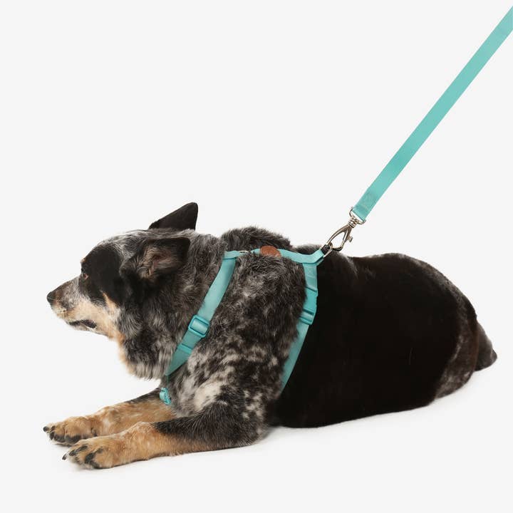 Toh - Wholesale Pet Leash - Dog - The H-Harness + Leash Set Maresia1