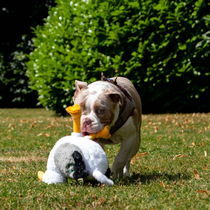 Ancol Pet Products Ltd - Wholesale Pet Plush Toy - Dog - Made From Seagull2