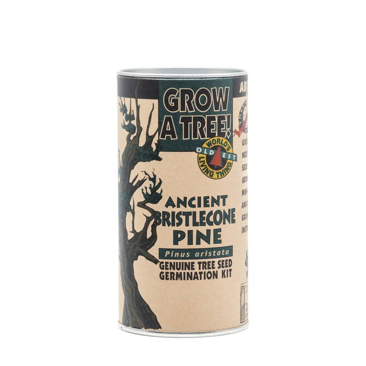 The Jonsteen Company - Wholesale Plant Seeds - Ancient Bristlecone Pine | Seed Grow Kit
