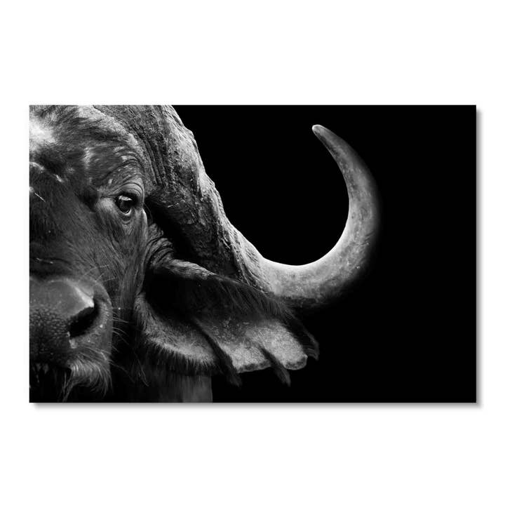 B&W Buffalo Closeup, Acrylic Wall Art for wholesale by ART BLVD