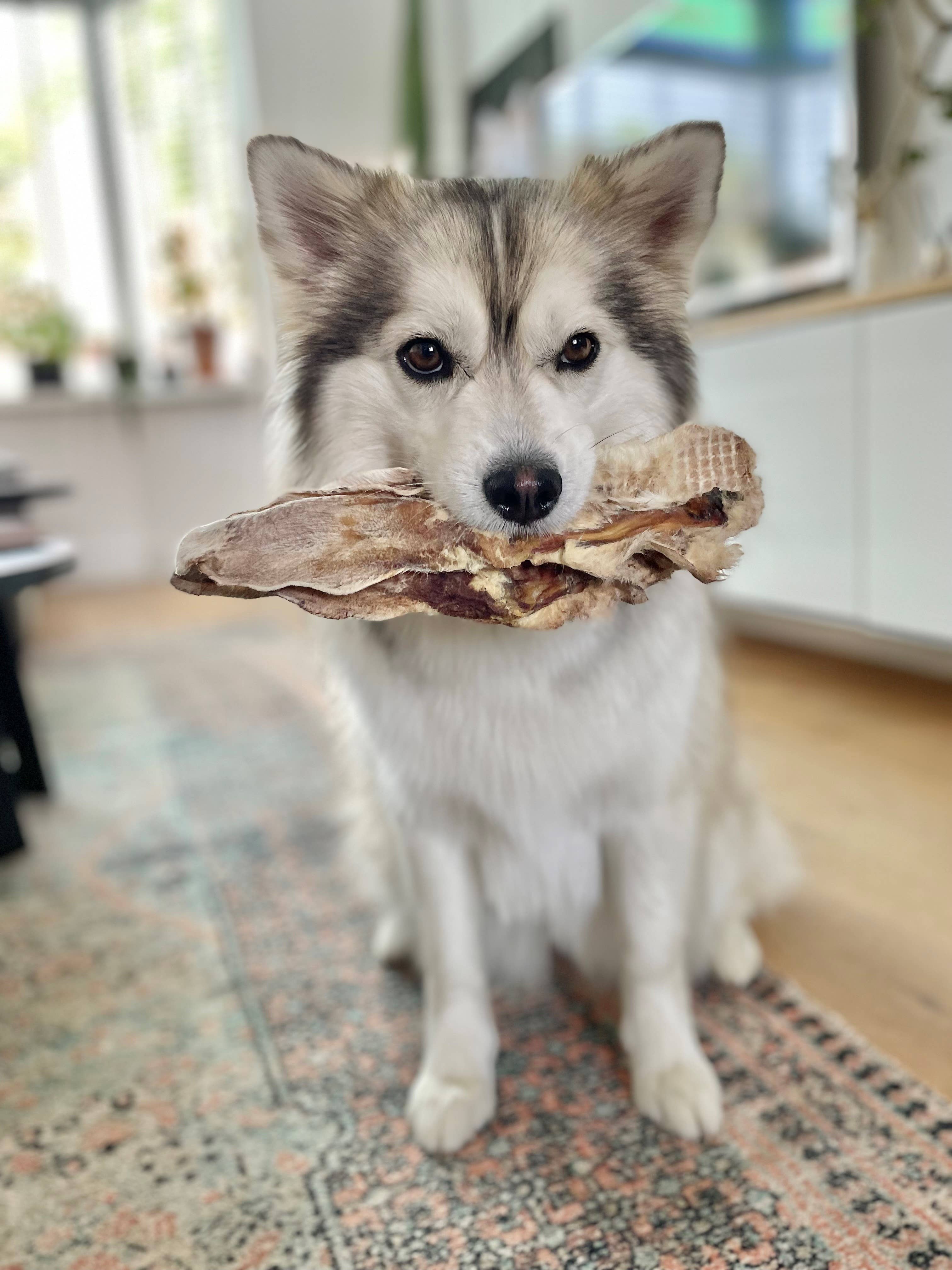 Kivo Petfood – wholesale Godis - Hund – Hundgodis - Kaninöron med päls - 100 g1