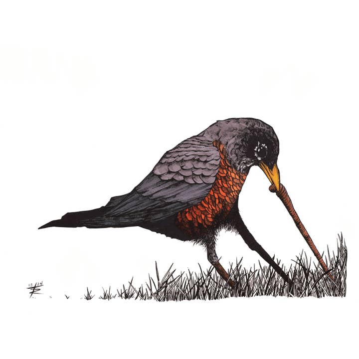 Worm Hunter. Hand Drawn American Robin Pen & Ink Art for wholesale by Tony Rubsam Illustrations