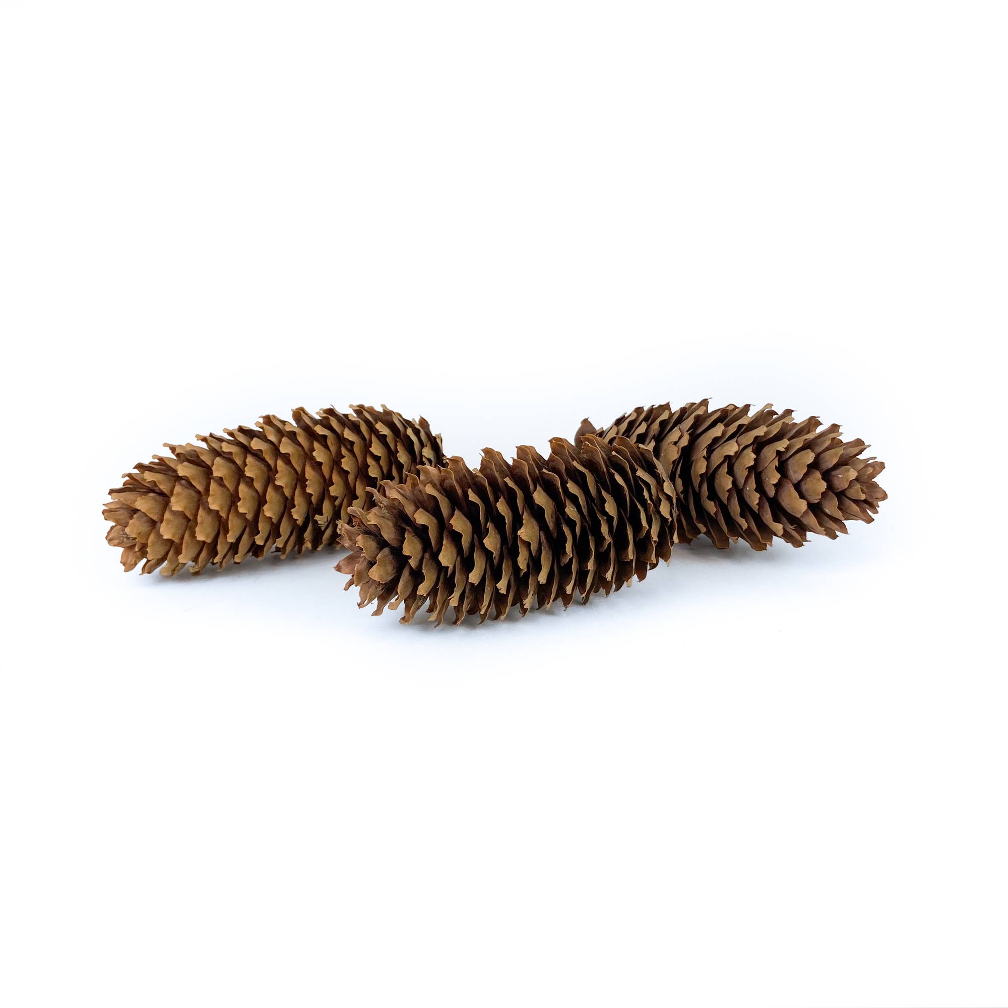 Mills Floral Company - Wholesale Decorative Tabletop Object - Pine Cone Spruce Natural - 12 Pieces2