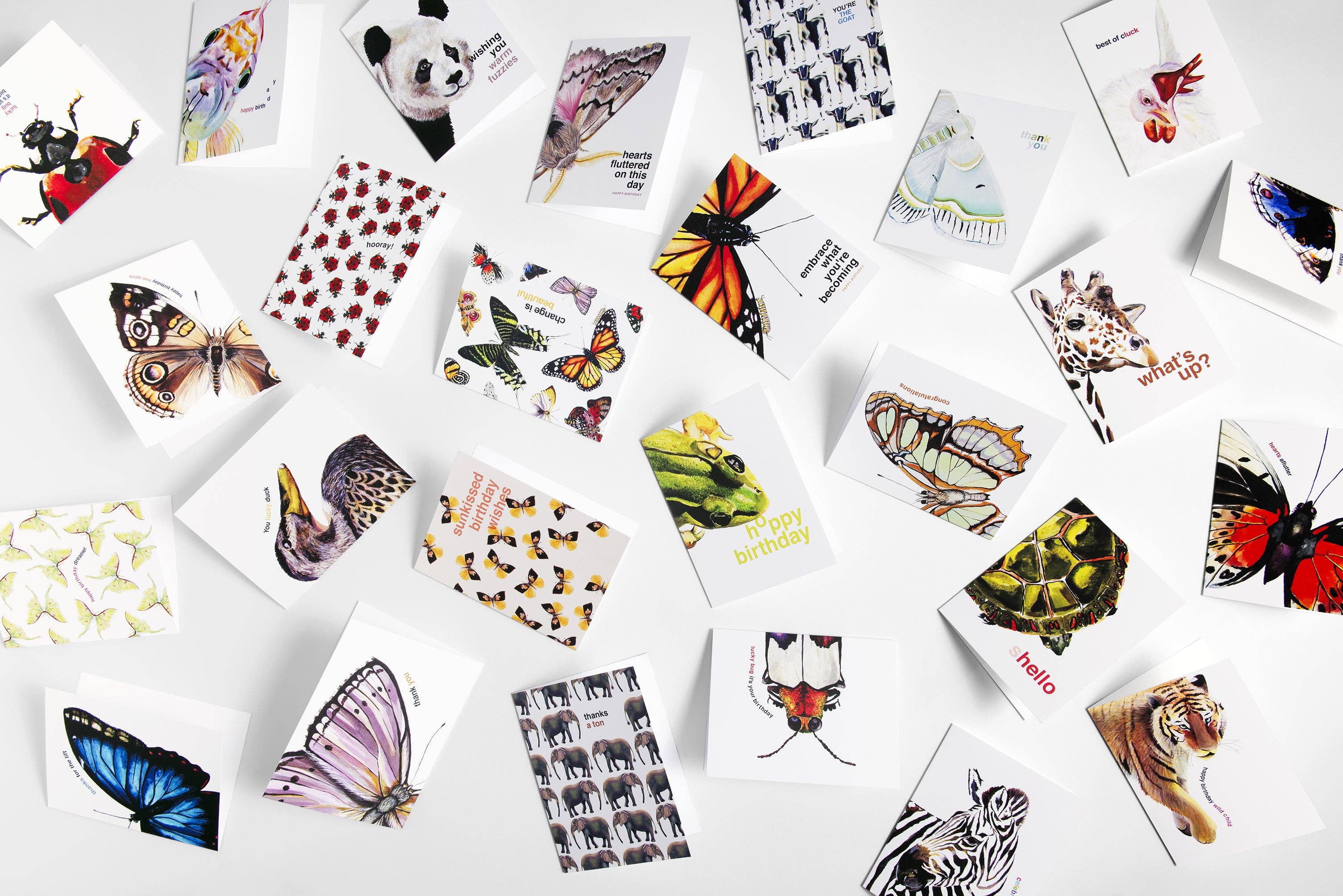 J6R6 – Cartão de saudação diária por atacado – Cartão Branco de Insetos2