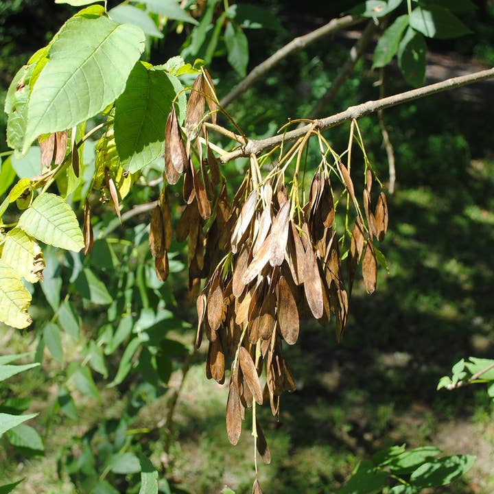 The Rike - Wholesale Plant Seeds - 4 pack x 100 Seeds Green Ash Tree Seeds for Planting
