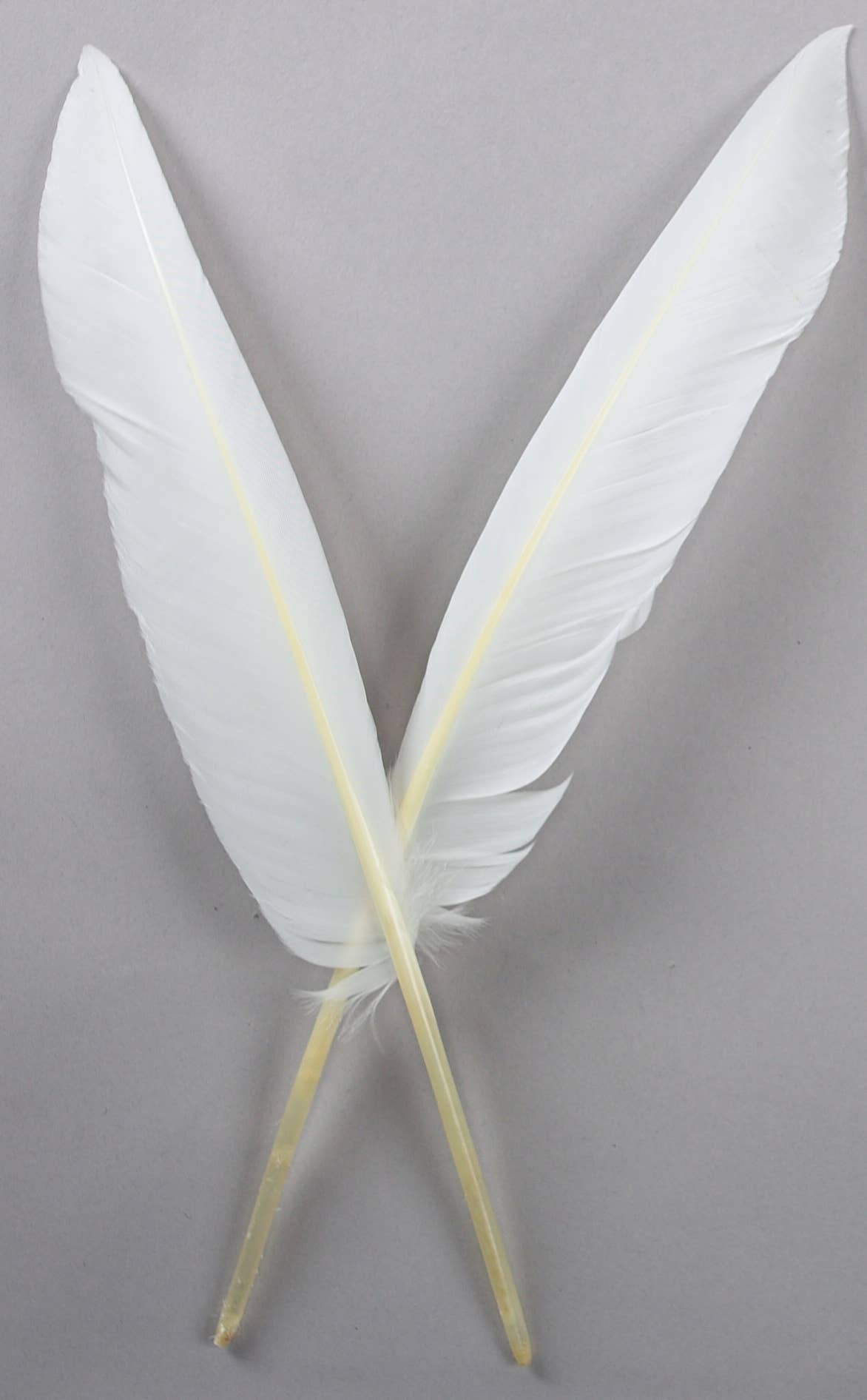 Zucker Feather Products - Vente Plume - Goose Pointers blanc - Blanc0