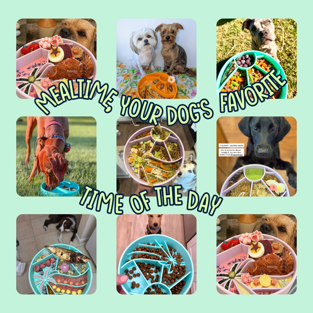 Happy Dingos - Wholesale Pet Bowl - Cat/Dog - Loco Coco Interactive Slow Feeder Bowl 6