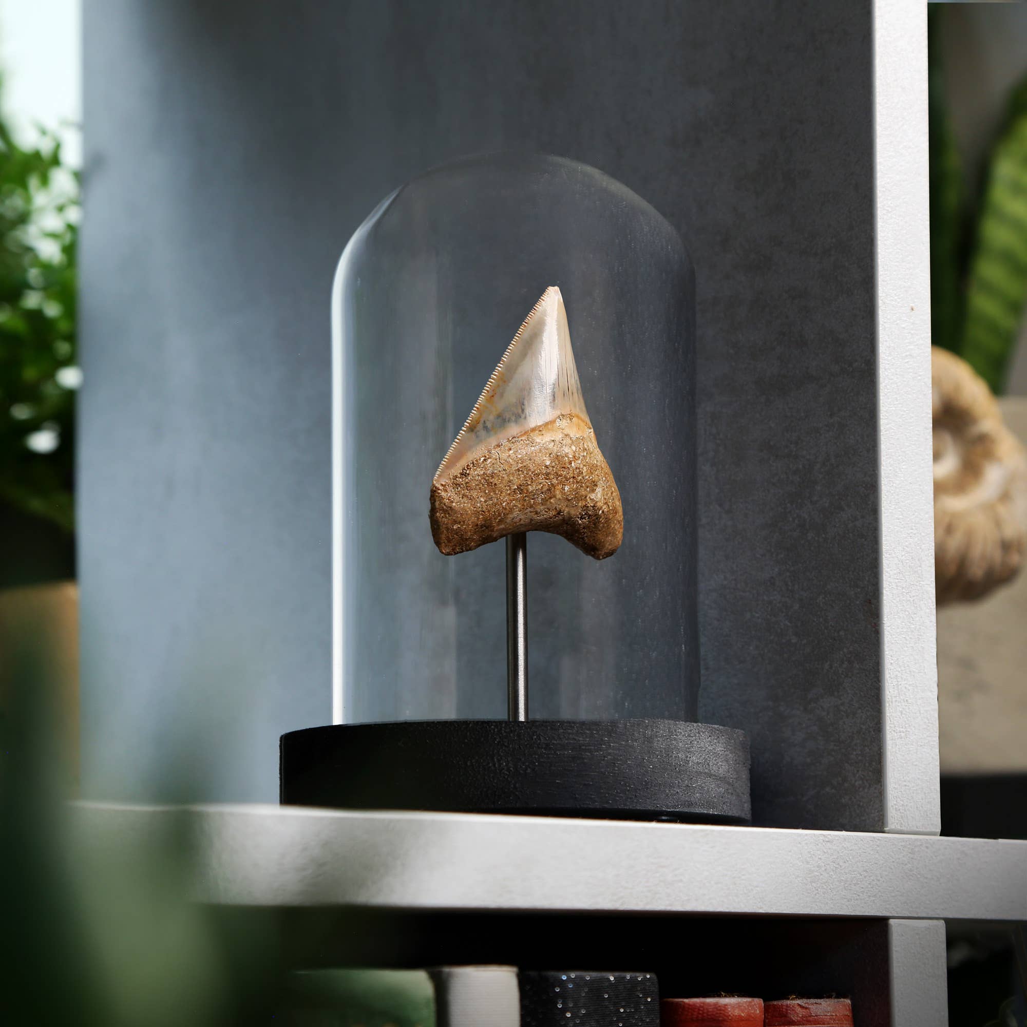 Curated Studio - Wholesale Decorative Tabletop Object - Megalodon Shark Tooth Real Dinosaur Fossil Bell Jar