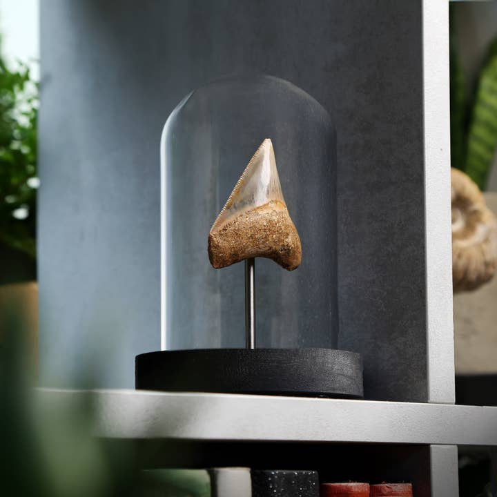 Megalodon Shark Tooth Äkta dinosaurie Fossil Klockburk för wholesale av Curated Studio
