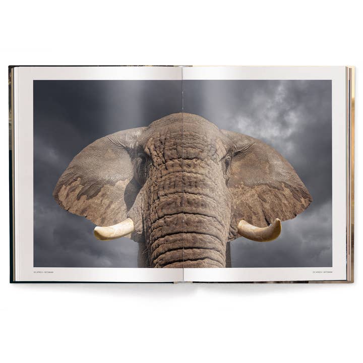 gestalten & teNeues - Wholesale Display Book - Mother: A Tribute to Mother Earth4