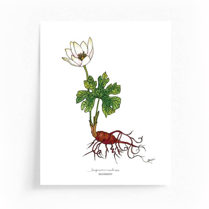 Bloodroot Botanical Illustration 8x10 Print for wholesale by Wander & Gather