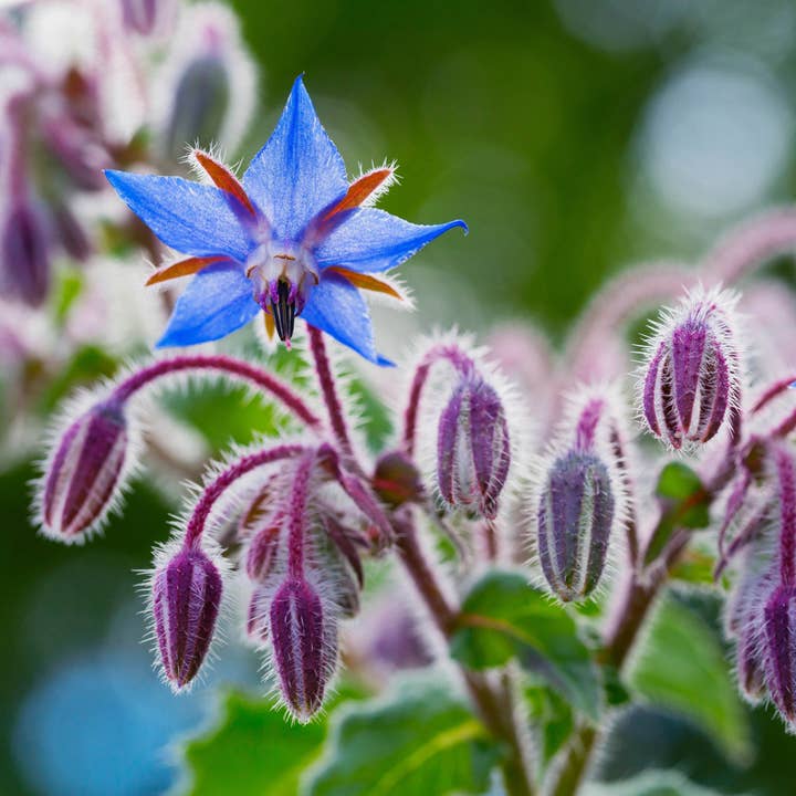 Borage Seeds (Borago officinalis) 500 Seeds (8 grams) for wholesale by Smoke Camp Crafts