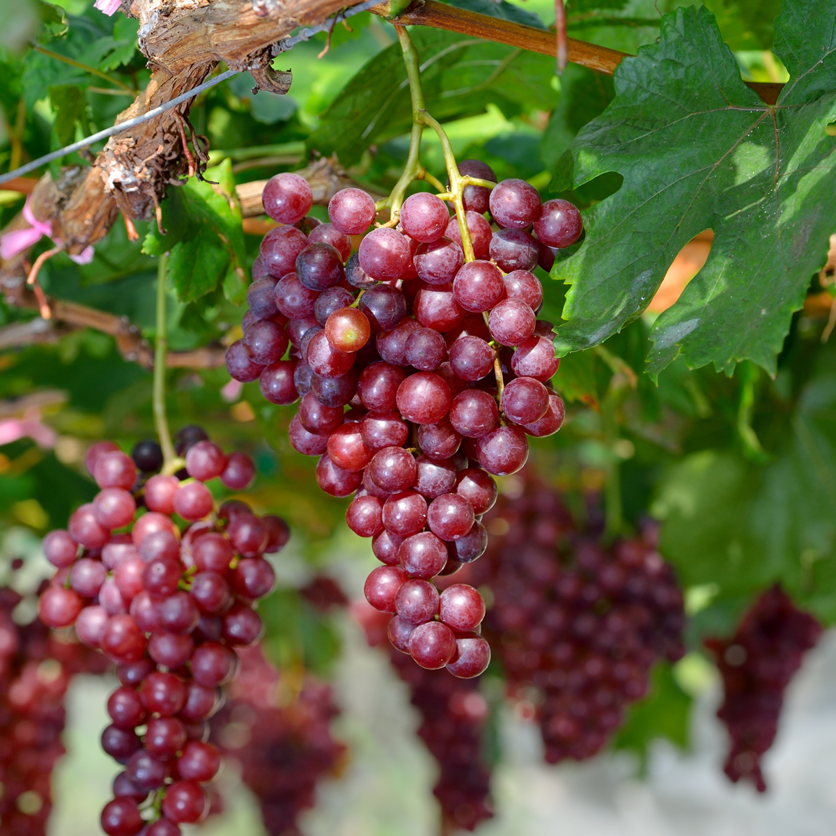 Oasis of Life - Wholesale Live Plant - Grape Vine – Vitis Vinifera 'Vanessa' – Height 60–75cm – Ø21cm – Red Table Grape with Sweet Fruits – Self-Pollinating Grape Vine – Hardy & Robust Fruit Plant for Garden & Terrace4