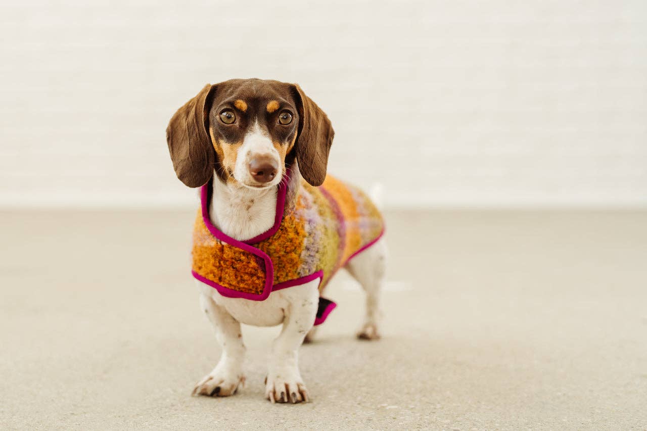 Dachshund Couture - Vendita all'ingrosso Cappotto - Cani - Cappotto invernale Degas per bassotto2