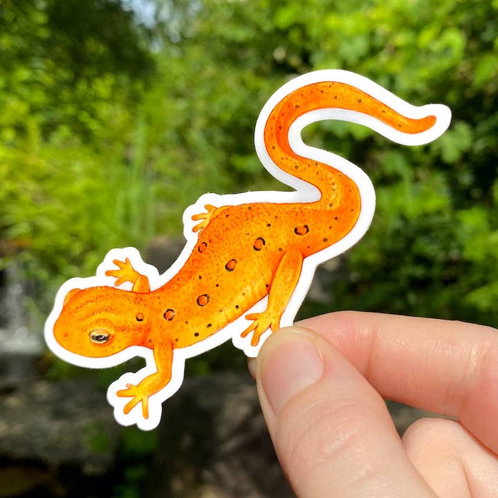 Eastern Newt Eft Weatherproof Vinyl Sticker for wholesale by Allison Stoiser Art