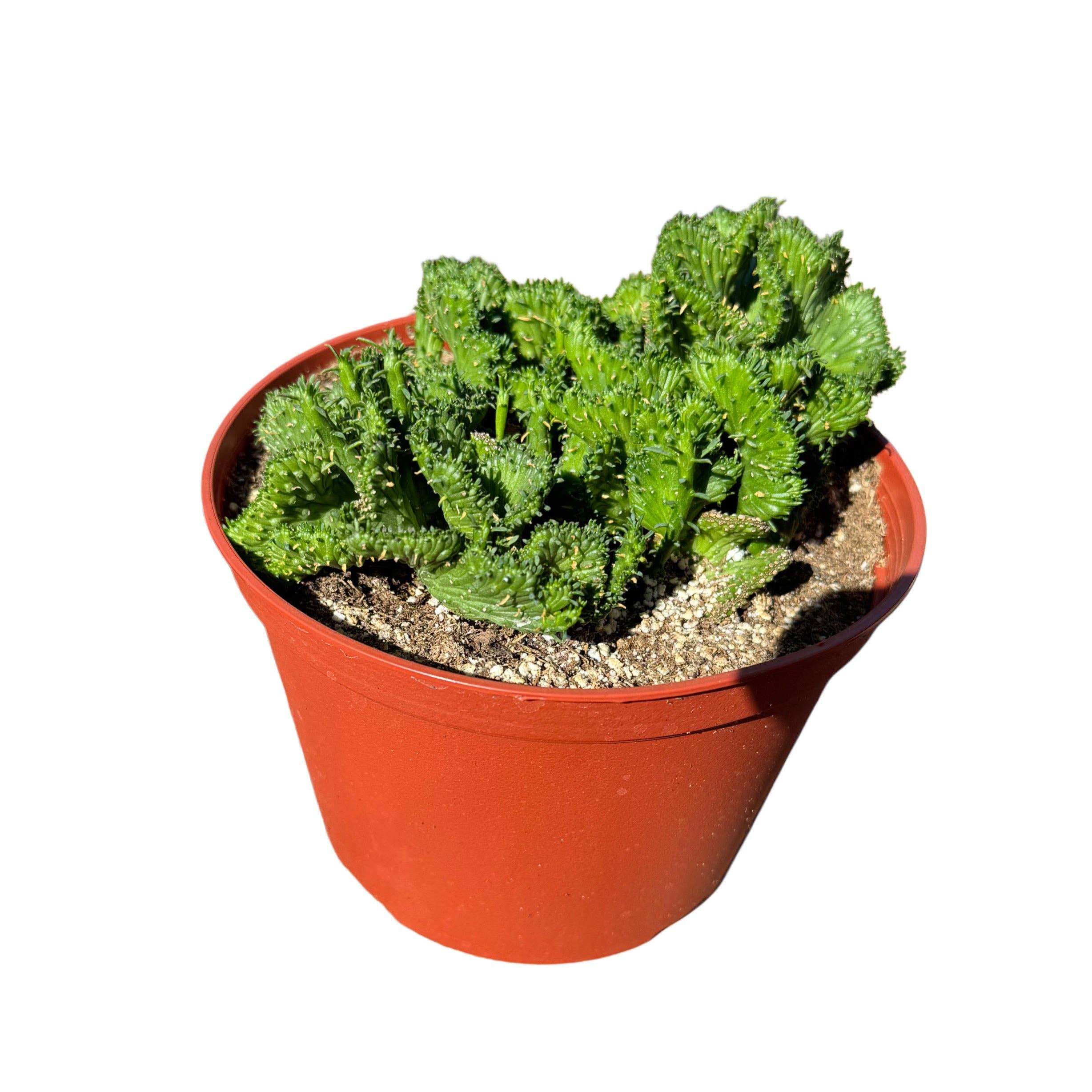 Succulent Wholesale - Wholesale Succulent - Green Coral Crested Euphorbia | 6 inch | Euphorbia flanaganii cristata1