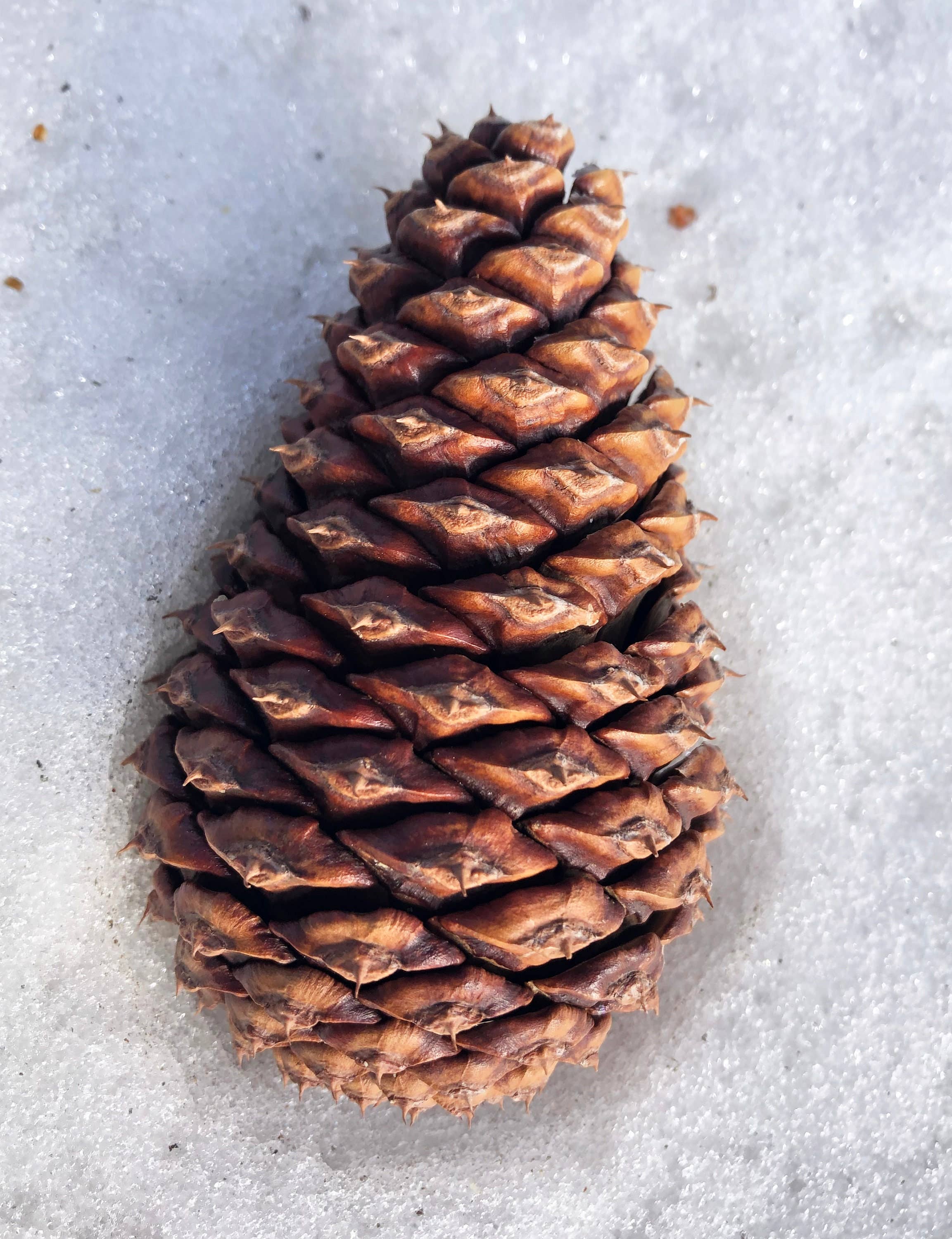 Stick Outside - Wholesale Sticker - Oregon Ponderosa Pine Pinecone Sticker2