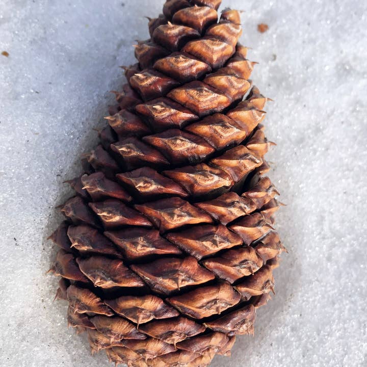 Stick Outside - Wholesale Sticker - Oregon Ponderosa Pine Pinecone Sticker2