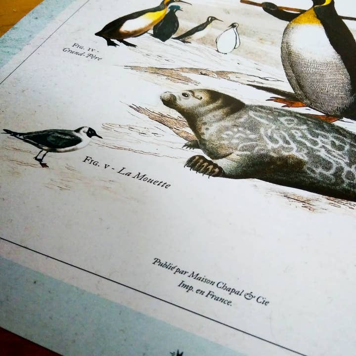 Maison Chapal - Venta al por mayor Pósteres - Historia natural de Pingu • Los héroes de nuestra infancia