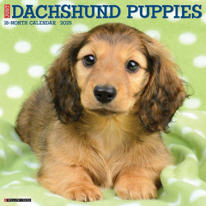 Willow Creek Press & Gifts - Wholesale Calendar - Dachshund Puppies 2025 Wall Calendar
