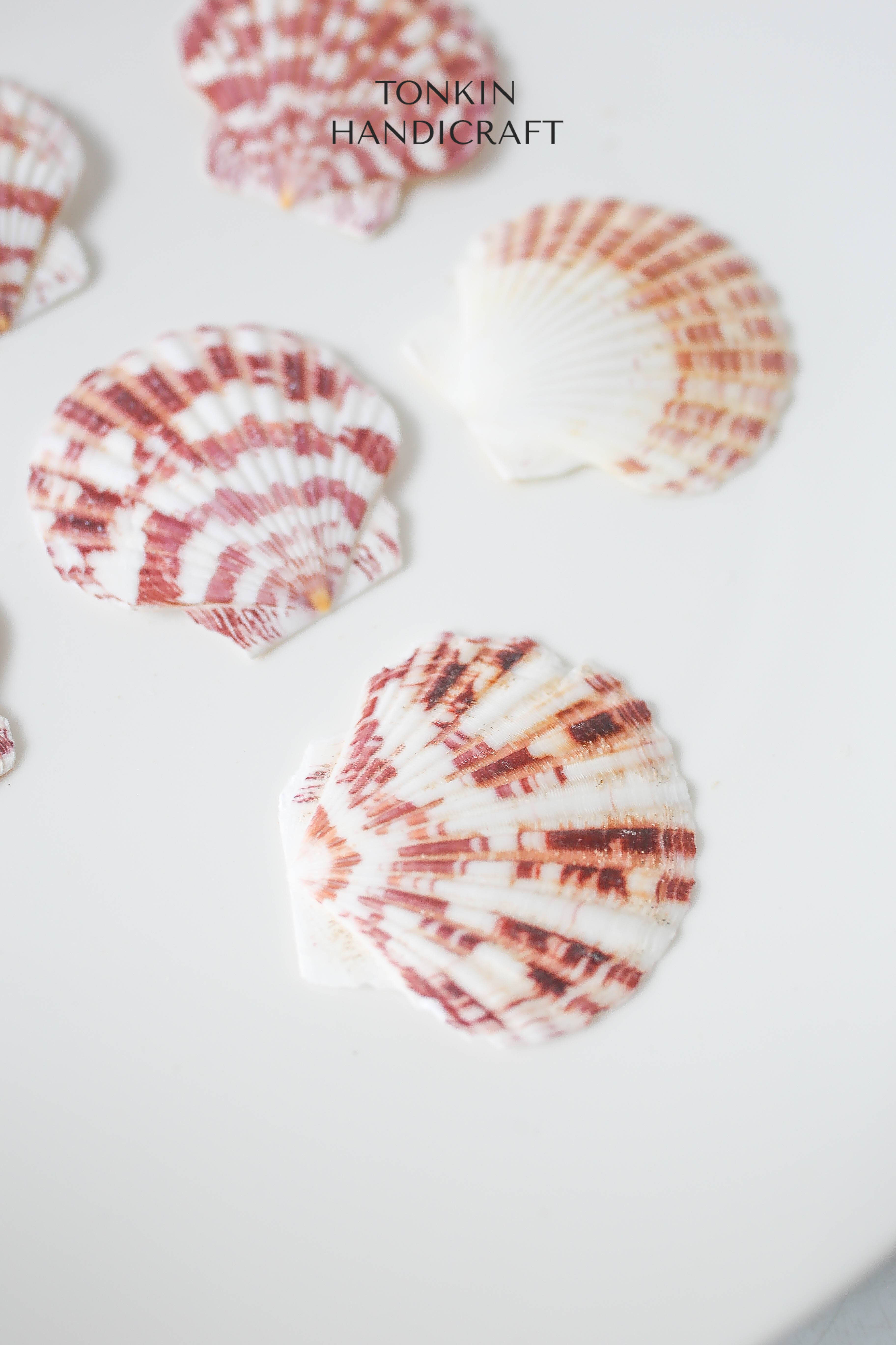 Tonkin Handicraft - Wholesale Decorative Tabletop Object - Natural Scallop Shells9