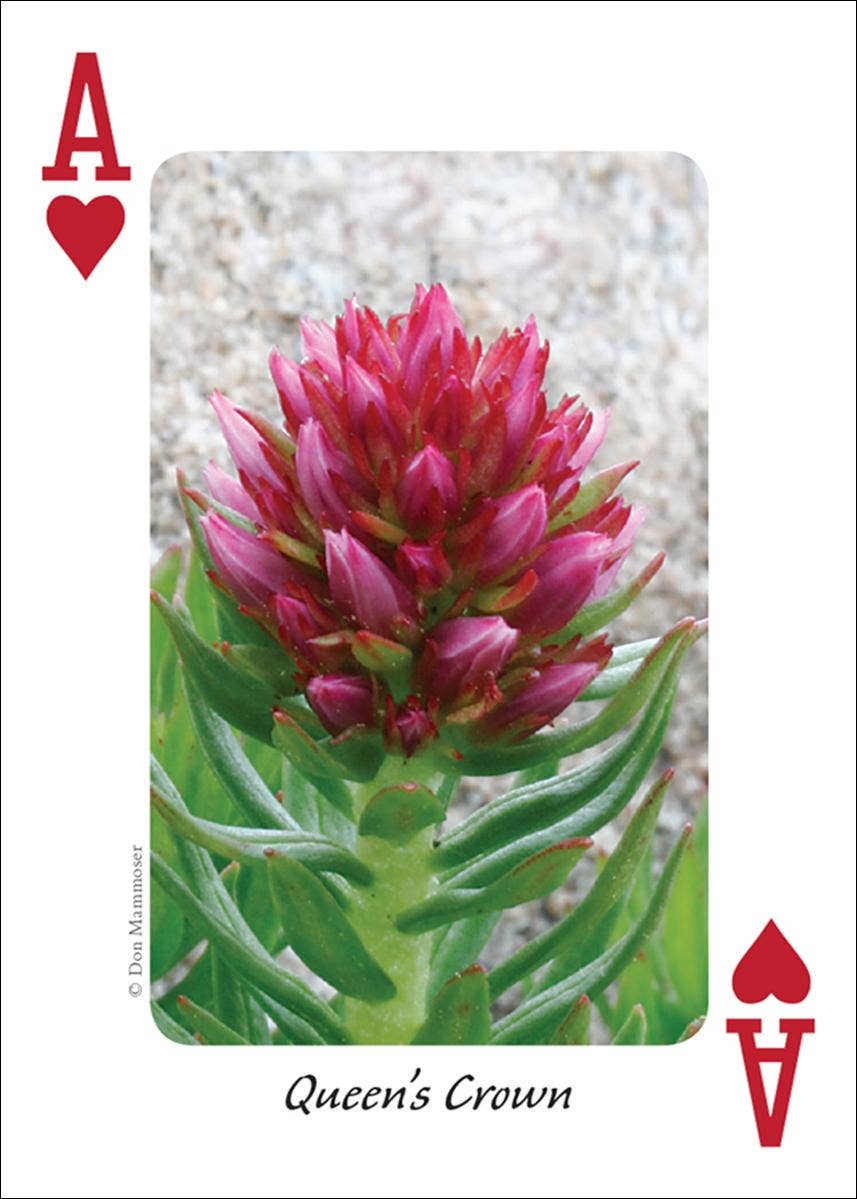 AdventureKEEN - Wholesale Playing Cards - Wildflowers of Rocky Mountains Playing Cards1