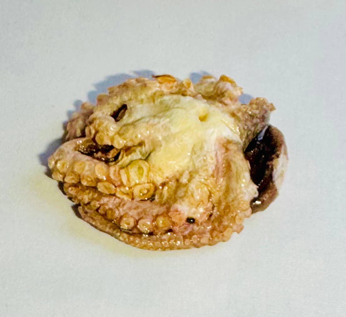 Styx & Stones LLC – Engroshandel Bordpynt – Takidermi af blæksprutte - Kuriositet