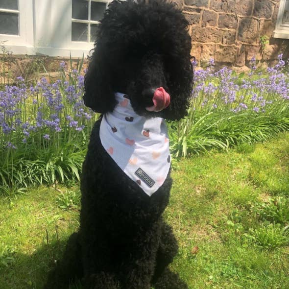 Doodle Pet Design Company – Großhandel Haustier-Bandana – Hund – Liebe verbreiten3