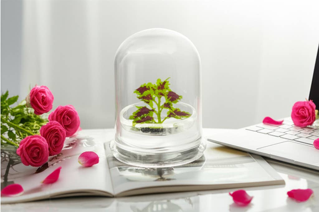 bloomify - Wholesale Live Plant - Coleus (Inky fingers), Floral Terrarium, Great Ornamental Live Plant