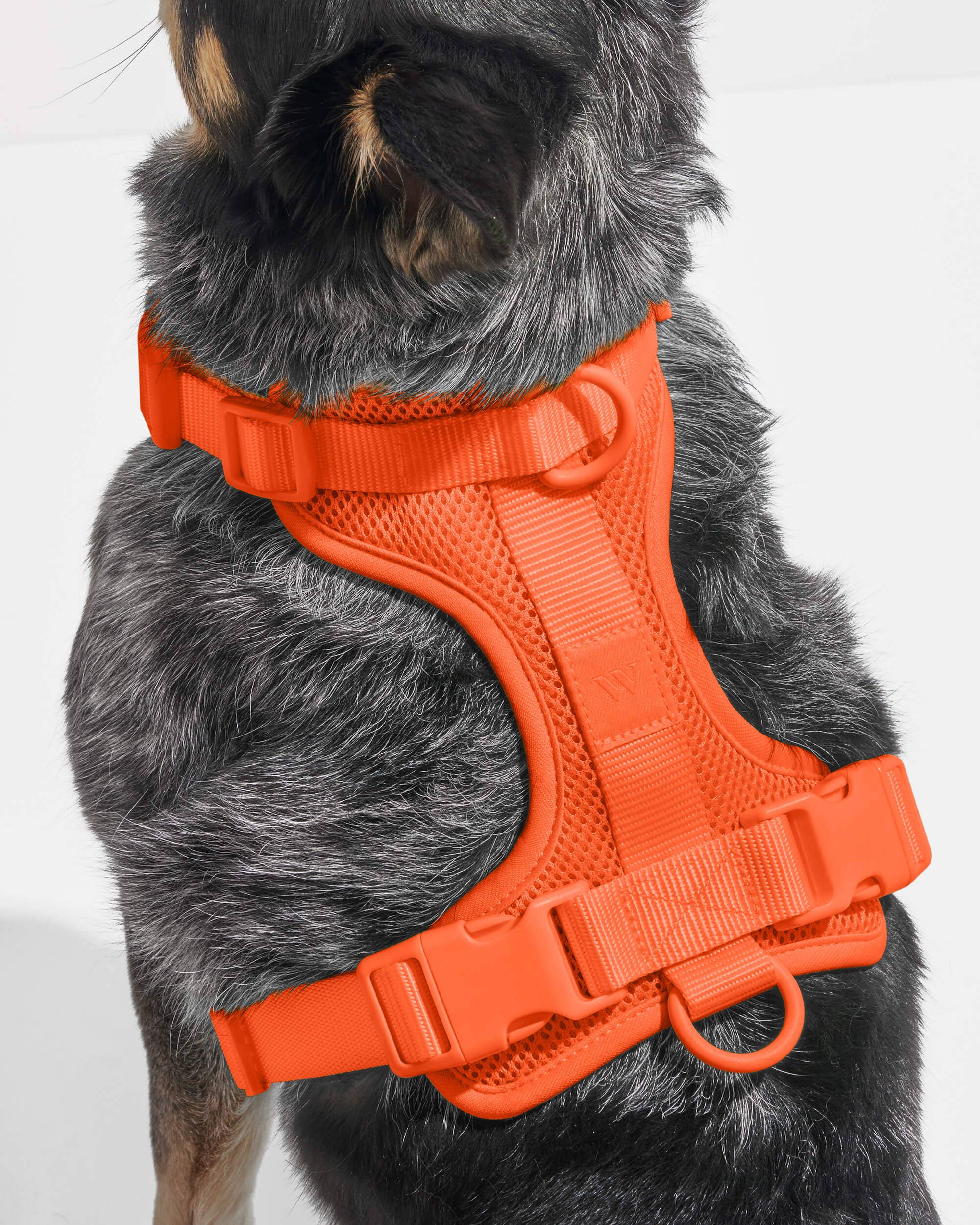 Wild One - Wholesale Pet Harness - Dog - Harness60