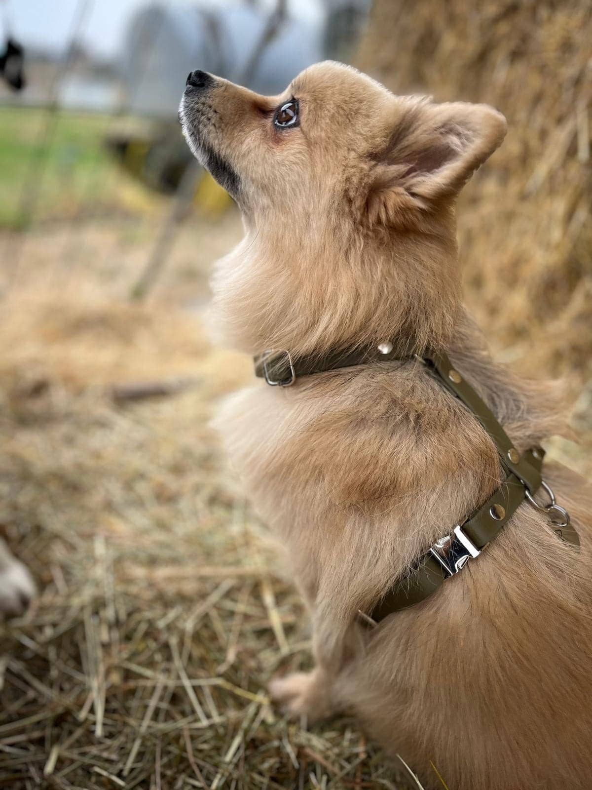 Splash By Happy - Wholesale Pet Harness - Dog - Biothane® two-clip harness11