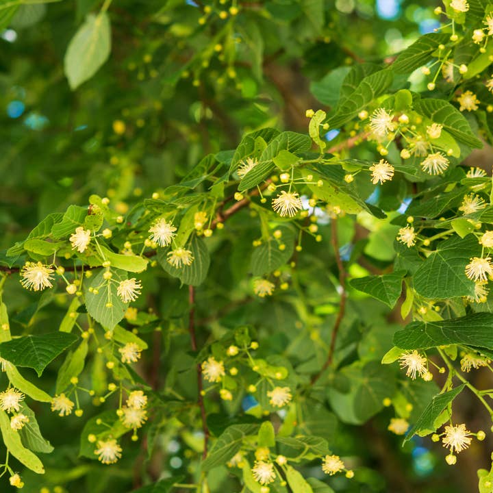 Happy Plantes - Wholesale Health/Detox Tea - Organic herbal tea Linden Relax Digestion Sweating, bulk2