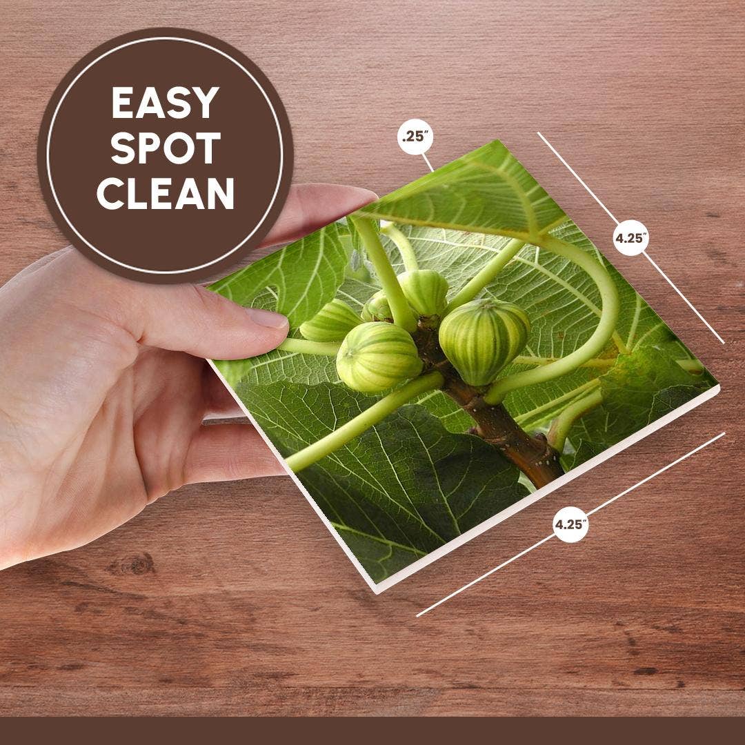 3dRose - Wholesale Coasters - 3dRose, A close up photograph of fig fruit on a common fig tree, Coaster6