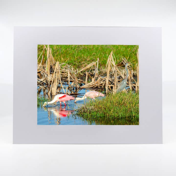 Artwork-Roseate Spoonbill 6 for wholesale by Mike Ring Photography