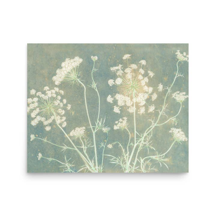 "Queen Anne's Lace" Botanical Art Print for wholesale by Nat Joy Design