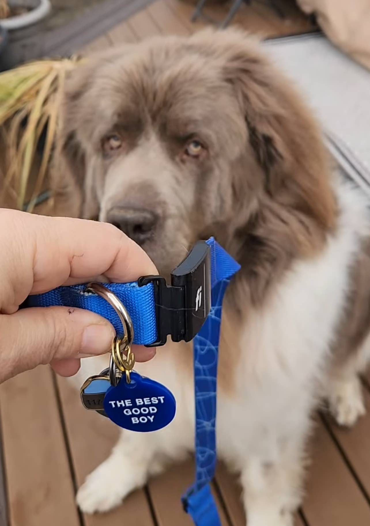 Freshwater Curated Goods - Venta al por mayor Chapa de identificación - Gatos y perros - Placa para mascota The Best Good Boy5