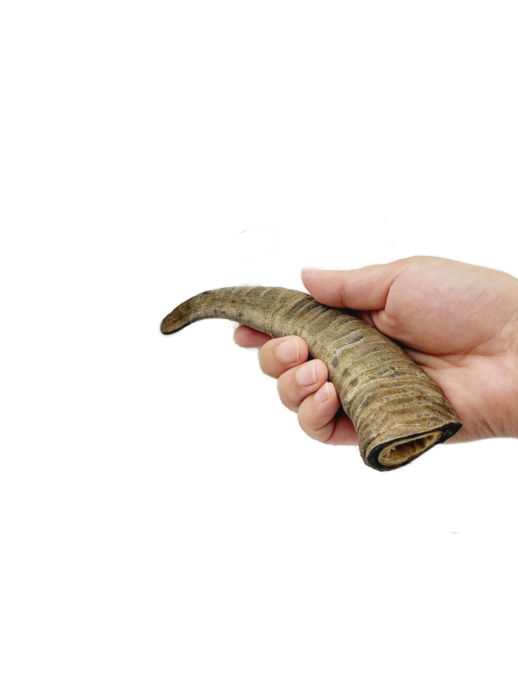 Herders Choice Chews - Wholesale Pet Treats - Dog - 
🐐 The GOAT Dog Chew Bulk Pack Small (1kg.) 12 plus  Horns2