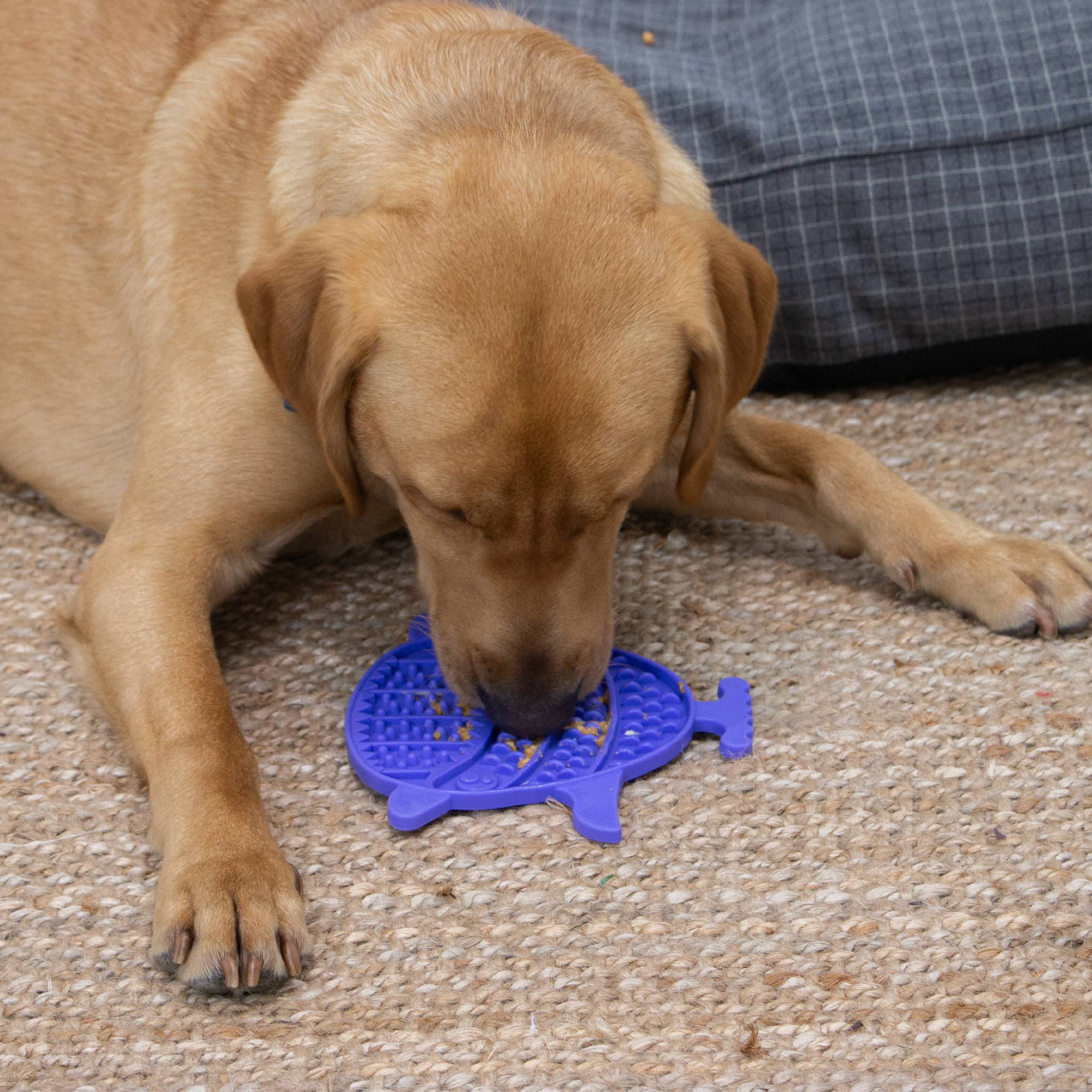 Ancol Pet Products Ltd – wholesale Pet food mat – Dog – ÖRVA Puffer Fish Lick Mat 1