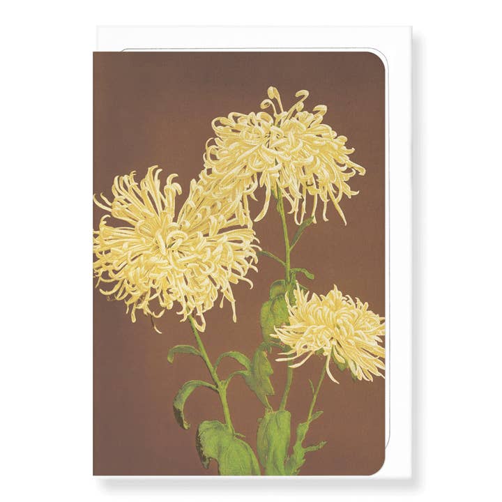 PHOTOMECHANICAL PRINT OF CHRYSANTHEMUMS (C.1890): 8xCards for wholesale by Ezen Trade