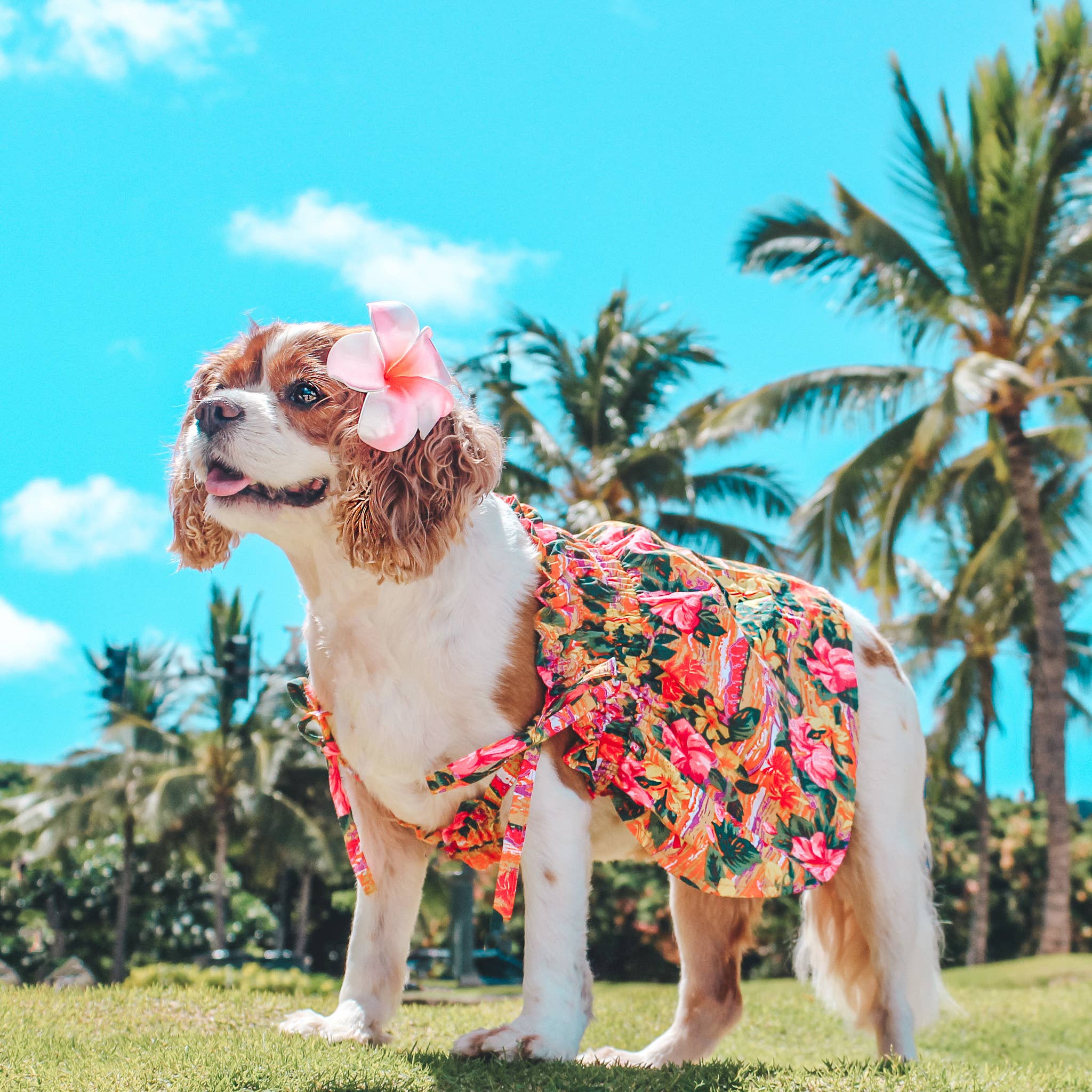 Parisian Pet® – Großhandel Haustierkleid – Hund – Hawaiianisches Kleid – Lebhaftes Blumenmuster Hundekleid3