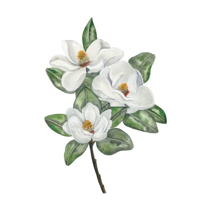 Studio Miller - Wholesale Art Print - Magnolia Flowers Southern Charm Watercolor Art Print1