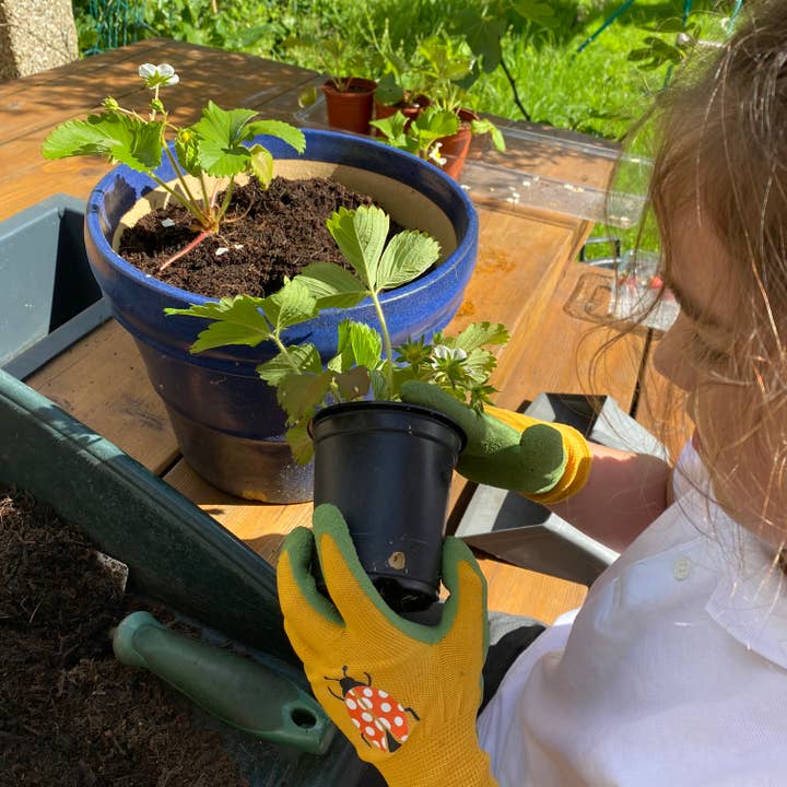 Urbee – Engroshandel Læringskort - Børn og baby – Bee Box - kun tilgængelig i Storbritannien8