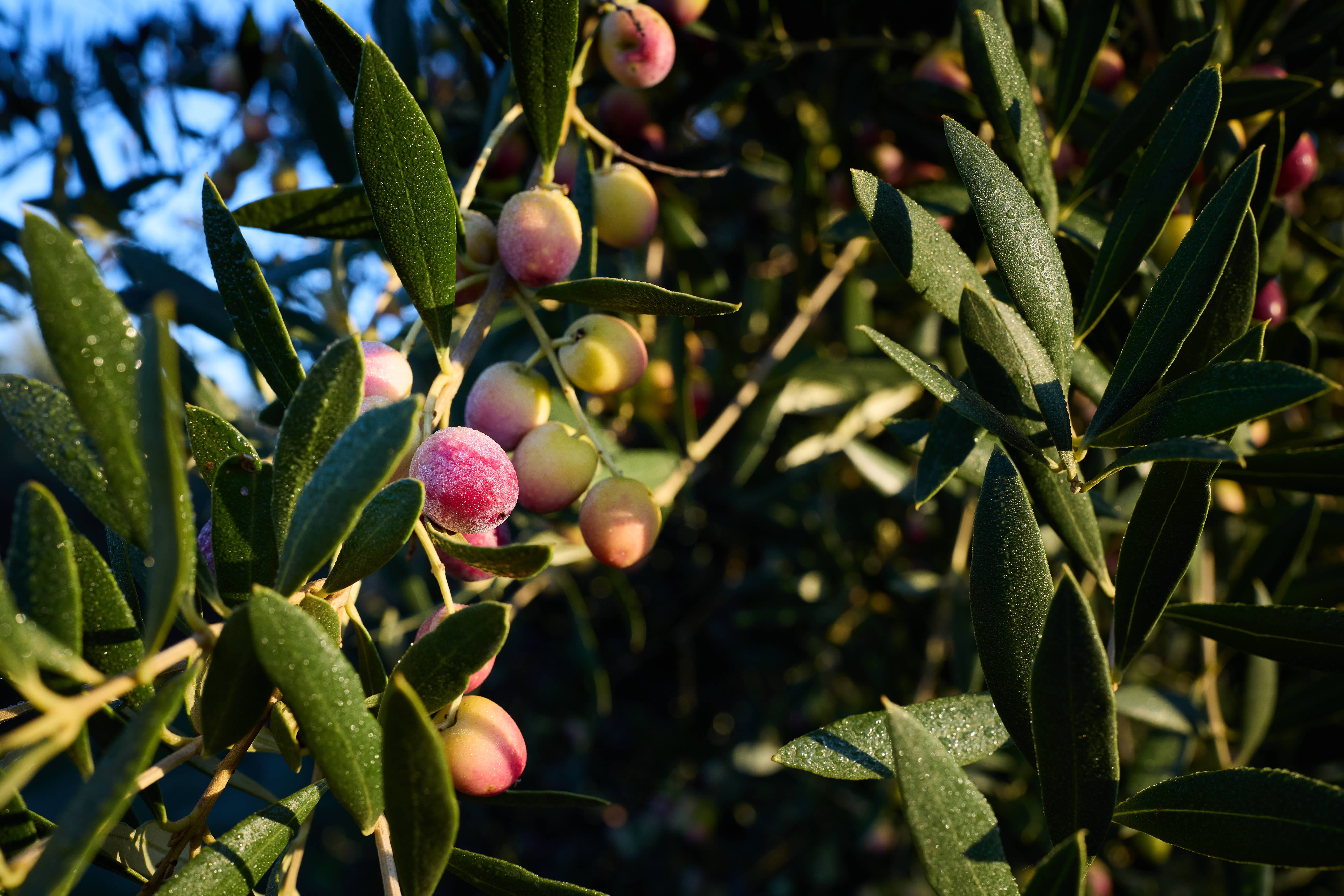 HACIENDA ORTIGOSA - Vendita all'ingrosso Olio d'oliva - Bottiglia da 2 litri di olio extravergine di oliva 100% Arbequina2
