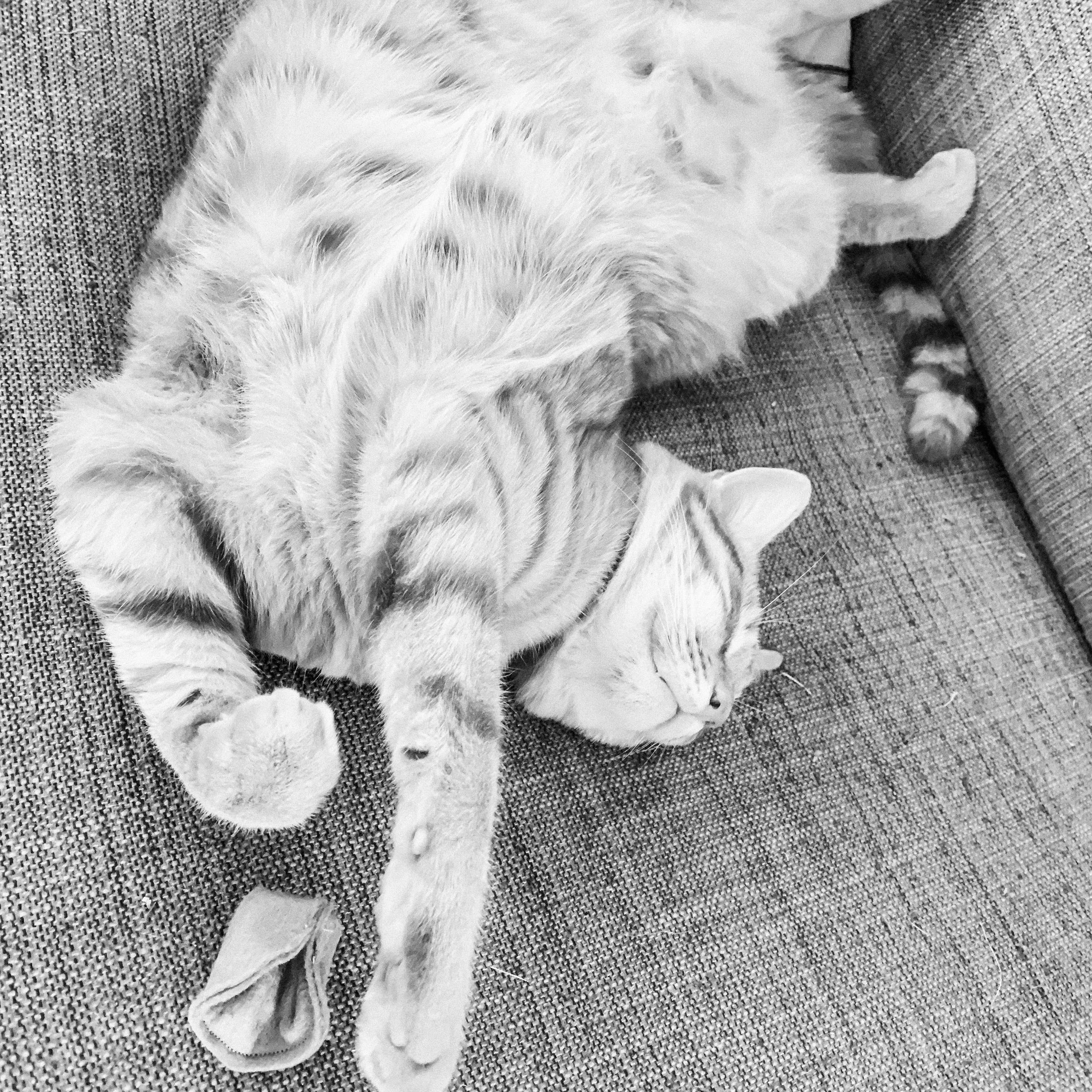 Ciao Gatto Cat Market - Wholesale Pet Toy - Cat - La Pasta Di Gatto Organic Catnip Wool Tortellini ~ BULK2