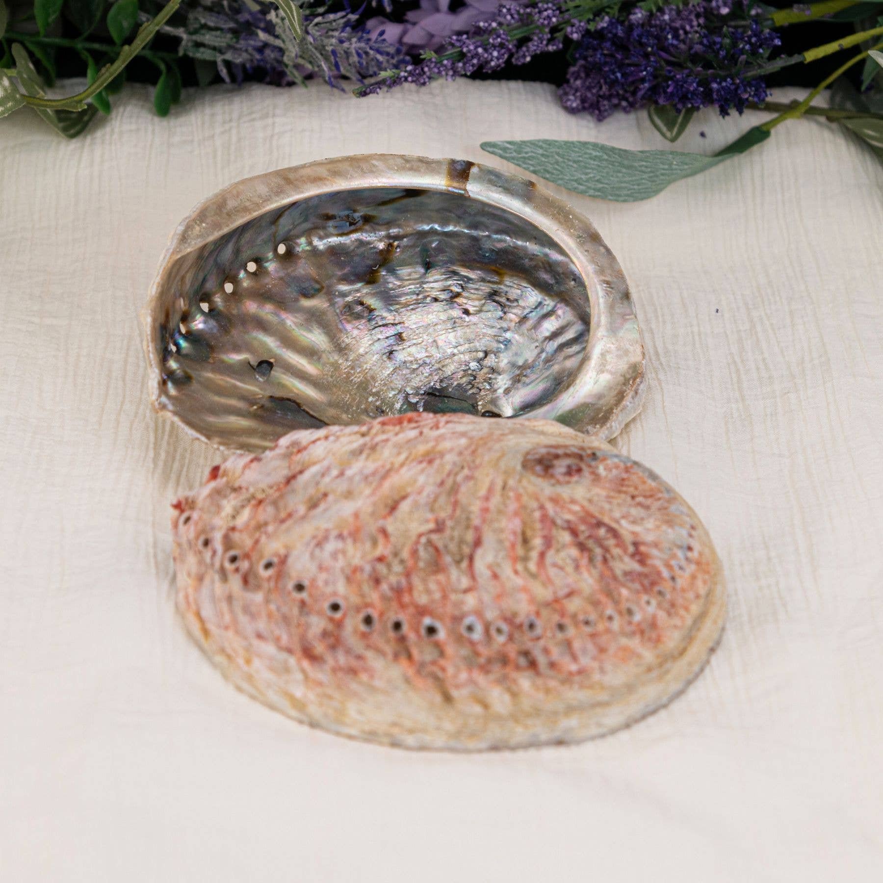 Down To Earth - Vendita all'ingrosso Piatti per smudge - Conchiglia di Abalone lucidata su un lato per rituali di smudging3