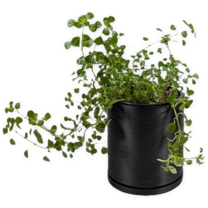 The Talipot- 4 Inch Planter with Drip Tray for wholesale by Leafprints.3d