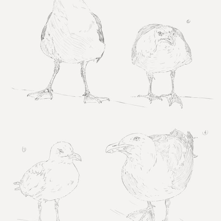 Hidden Planet - Wholesale Everyday Greeting Card - You Go Gull Friend greetings card2